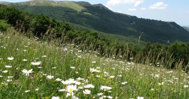 Экскурсия Царская охота. Крымский природный заповедник фото 5841 Экскурсия Царская охота. Крымский природный заповедник фото 5841