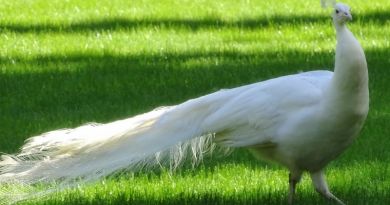 Авто-пешеходная экскурсия из Симеиза (фото 11)