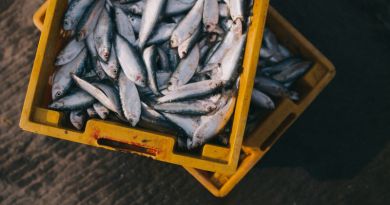 Морские рыбалки из Ялты